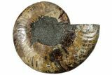 Cut & Polished Ammonite Fossil (Half) - Madagascar #308621-1